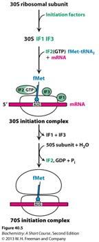 (2) IF-2 binds GTP, and then formyl methionyl-trnaf, the ternary complex binds mrna and 30S subunit to form 30S