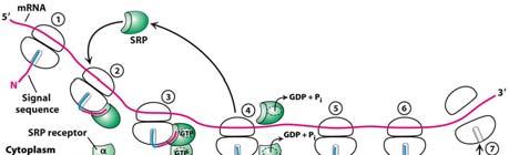 3. SRP receptor: a dimer integral membrane protein with GTPase activity, binds to SRP-ribosome complex. Fig. 40.19 Signal Recogntion Particle (SRP) targeting cycle 4.