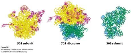Ribosomes Ribosome: RNA-protein complex that interacts with accessory protein factors, mrna and charged trna to synthesize proteins SEE Figure 39.