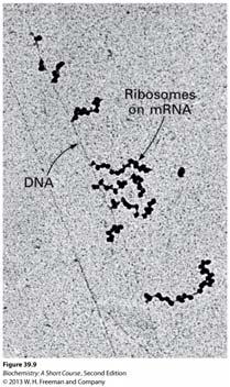 Polysomes: a group of ribosomes bound to an mrna and simultaneously carrying out translation (also called