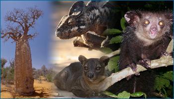 (clockwise from top) a chameleon, an aye aye, a fossa, and a baobab.