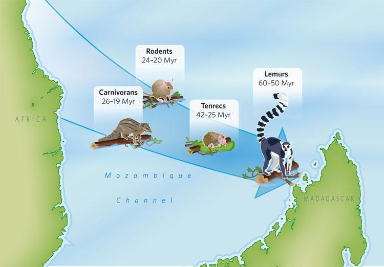 The following mammals did not exist in Madagascar but instead