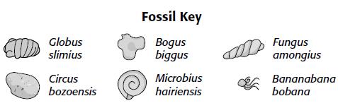 2 min Dating the Fossil Record Discuss with your partner or group 1. Which one of the species is the common ancestor? Which sample can we find it in?