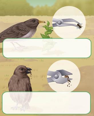 Pinaroloxias probes for insects, fruit, and nectar with a curved beak, like needle-nose pliers.
