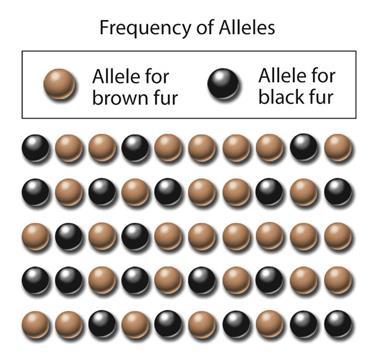 Allele Frequency Number of times an allele occurs in a