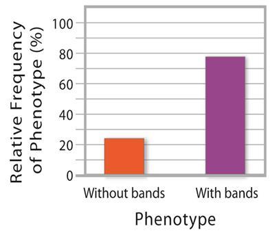 Single-Gene Traits Phenotypic ratios are determined by the frequency