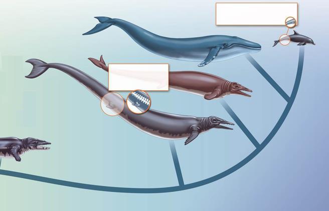 Evolution of Whales Modern whales have ancient structures Odontocetes