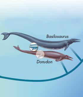 Recent Fossil Finds Basilosarus had a streamlined body and reduced hind limbs.