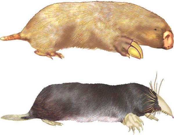 Building phylogenies marsupial mole placental mole Morphological & molecular homologies similarities