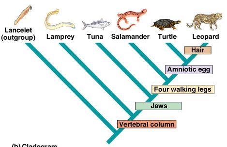 Illustrating phylogeny Cladograms patterns of shared characteristics Classify organisms