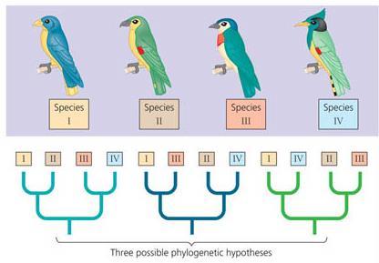Molecular Systematics Hypothesizing phylogenies using molecular data apply principle of parsimony simplest