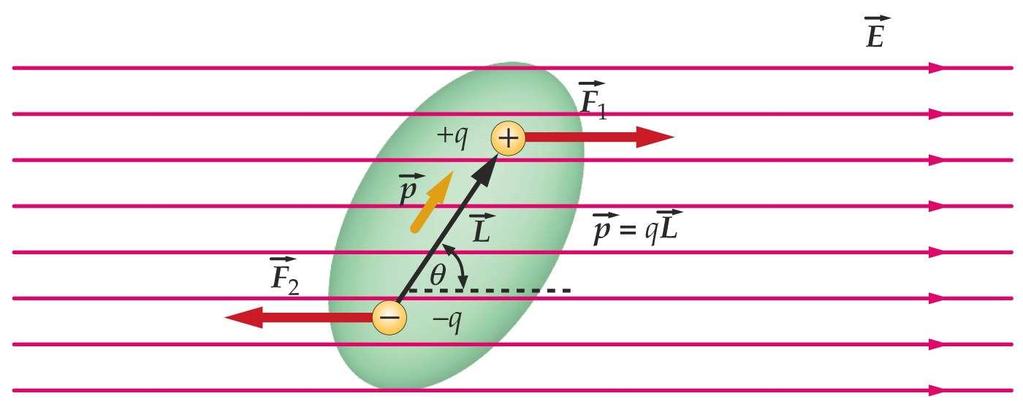 Force and Torque on Electric Dipole The net force on an electric dipole in a uniform electric field vanishes.