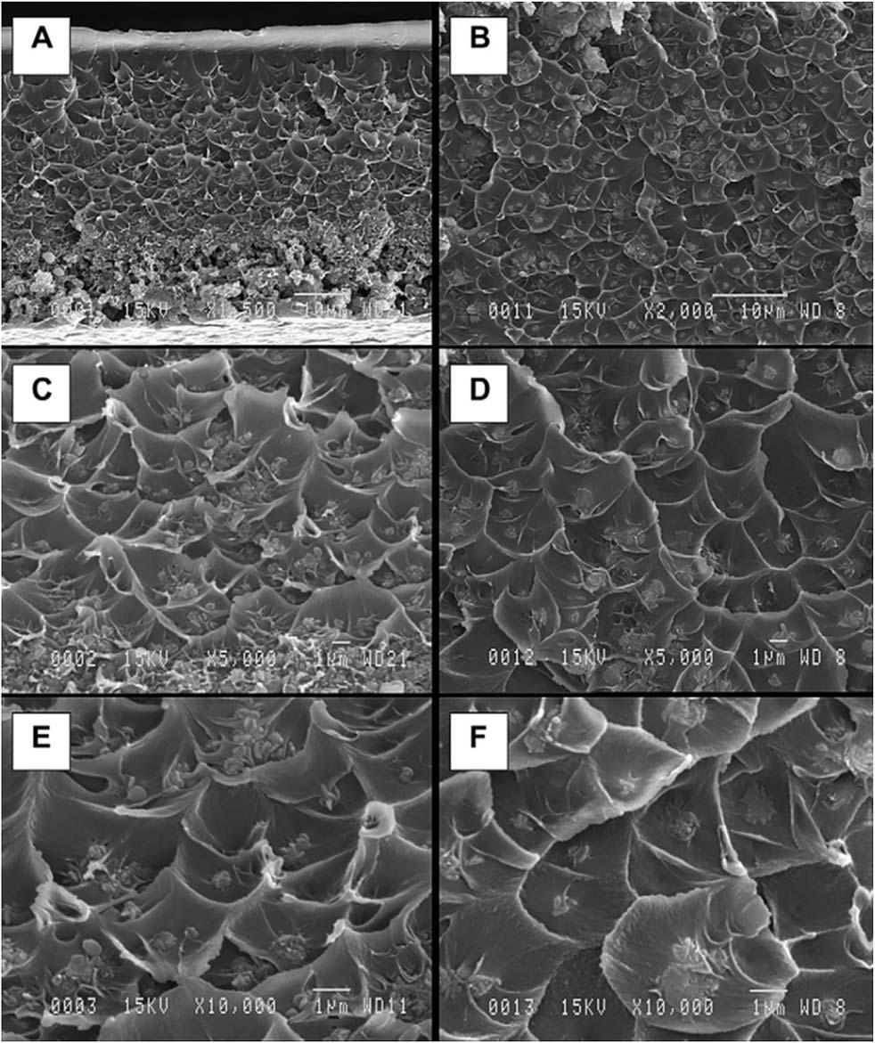 Review RSC Advances Fig. 10 Performance of neat polyimide (6FDA-ODA and Matrimid 5218), cross-linked modified pi and their mixed matrix membranes with amine-grafted FAU/EMT zeolite. Fig. 11 SEM micrographs of m-zo Matrimid/non-amine-grafted zeolite (a, c and e) and m-ipa-3et Matrimid/amine-grafted zeolite (b, d and f).