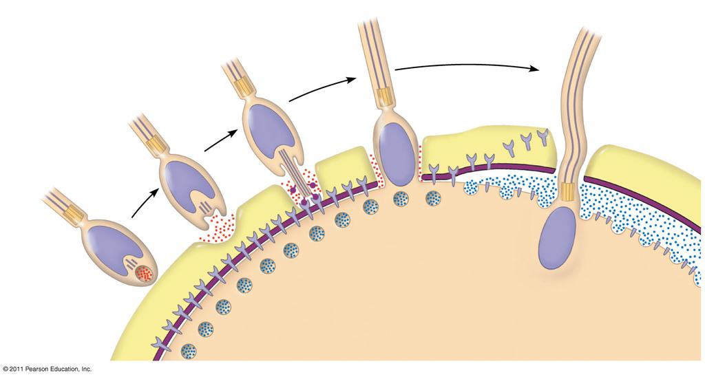 3-2 Basal body (centriole) Sperm head Acrosome Jelly coat Sperm-binding receptors Hydrolytic enzymes Vitelline layer Egg plasma membrane Figure 47.