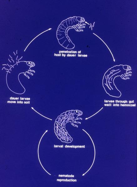 Insect Parasitic Nematodes