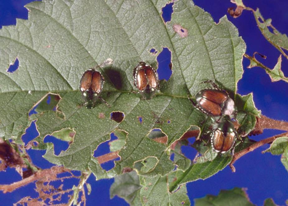 Adult beetles feed on both