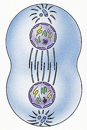 Telophase (telo = end ) DNA stretches back out, becoming invisible under