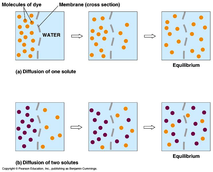 Diffusion DIFFUSION is the movement of nutrients (particles)