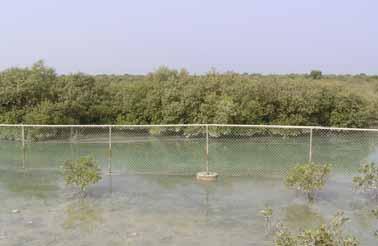 so it has to be protected There are about 20 000 to 25 000 ha of mangrove in Iran In Nay Band Bay, the interaction of people and nature over time has produced an area of distinct character with