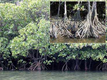 mangroves, were strikingly less damaged by the 2004 tsunami than areas without tree vegetation.