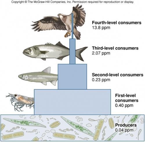 Example: Osprey Eats large bluefish that have concentrations of