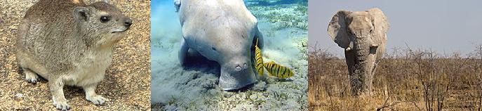 Despite the fact that the dugong looks even nothing like either the elephant or the hyrax, it is a close relative This can be seen in the dugong s