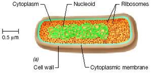 Prokaryotic Cell Unicellular No nuclear