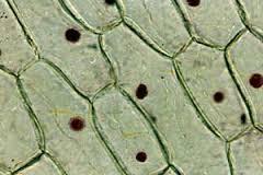 CELL WALL Type of cell: Found in both Prokaryotes and Eukaryotes In plant cells with Eukaryotes Description: