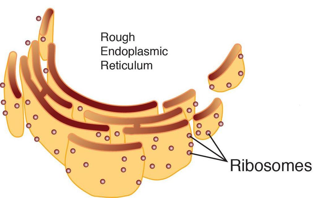 RIBOSOMES Type of cell: Eukaryotic and Prokaryotic cells Plant and Animal cells Description: Make