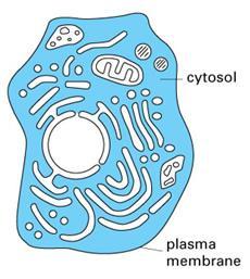 CYTOPLASM Type of cell: Eukaryotic and Prokaryotic Plant and Animal Description: Jelly like substance also known