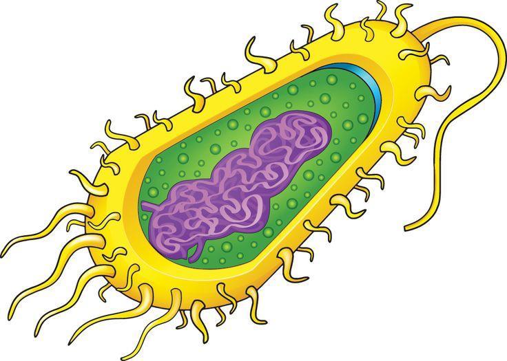 CILIA Type of cell: Prokaryotic and Eukaryotic Animal not Plant Description: Short hairlike projection