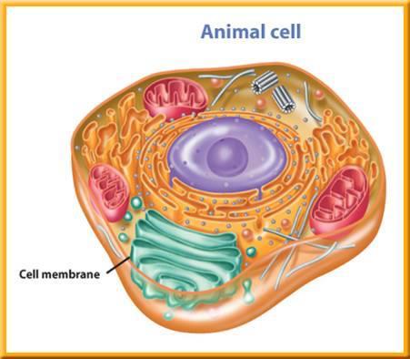 NUCLEUS Type of cell: Eukaryotes only Plants and Animal Description: Core of the cell