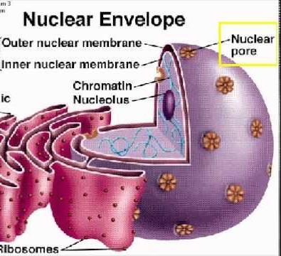 NUCLEAR MEMBRANE/ NUCLEAR ENVELOPE Type of cell: Eukaryotes Plants and Animals Description: