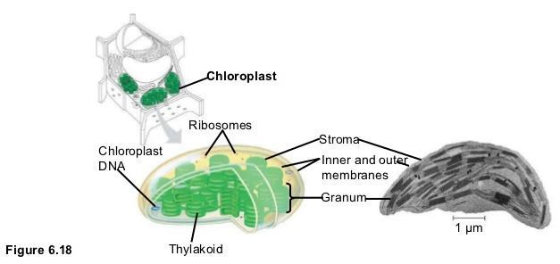 CHLOROPLAST CONTINUED Thylakoids- interconnected sacs that contain chlorophyll Granum-
