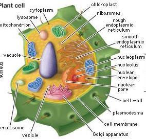 GOLGI APPARATUS Type of cell: Eukaryotes only Plants and Animals Description: Made up of many flatten