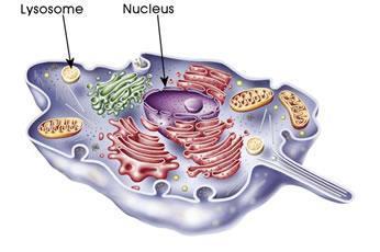 LYSOSOMES Type of cell: Eukaryotes Plants and Animals Description: Small sacks of hydrolytic enzymes