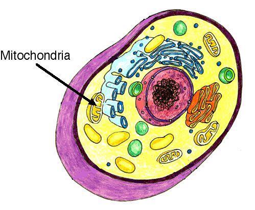 MITOCHONDRION Type of cell: Eukaryotes Plants and