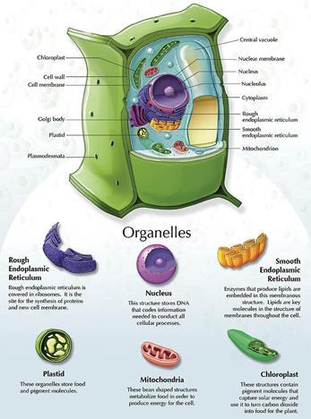 PLASTID Type of cell: Eukaryotes only Plants Description: Double membrane bound