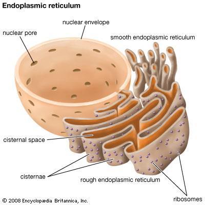 ROUGH ENDOPLASMIC RETICULUM/ ROUGH ER Type of cell: Eukaryotes Plants and Animals Description: System of membranous tubes and