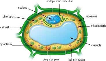 VACUOLE Type of cell: Eukaryotes Plants and Animals Description: Sacs
