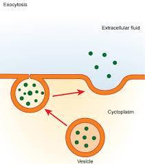VESICLE Type of cell: Eukaryotes Plants and Animals Description: