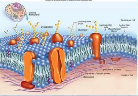 HOW PROTEINS ARE ARRANGED IN THE MEMBRANE Fluid mosaic model- various proteins embedded or attached
