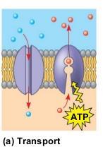 MEMBRANE PROTEINS FUNCTIONS Transport (AKA Channel Proteins) Allows particles across the membrane no questions asked