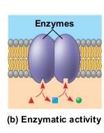 MEMBRANE PROTEIN FUNCTIONS Enzyme activity 1 or more proteins that are