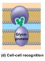 MEMBRANE PROTEINS FUNCTIONS Cell to Cell