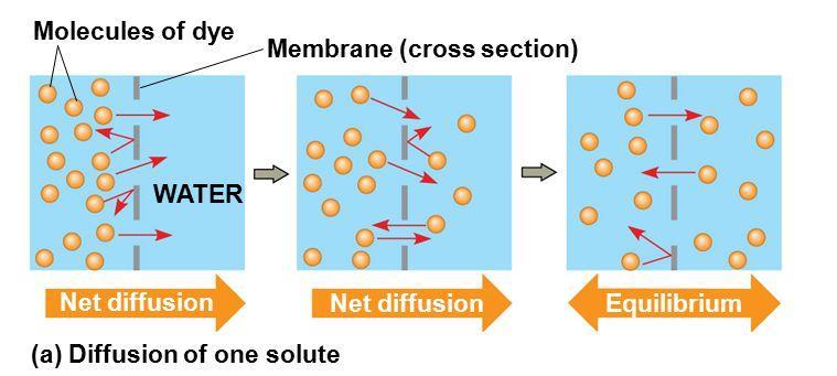 MEMBRANE TRANSPORT Passive Transport- is the diffusion of a substance across a biological membrane Does