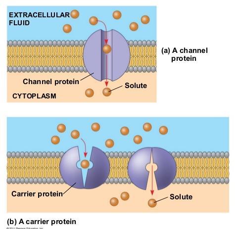 MEMBRANE TRANSPORT Facilitated diffusion- is the process of spontaneous passive transport of molecules or