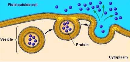 EXOCYTOSIS Exocytosis- a process by which the contents of a cell vacuole are
