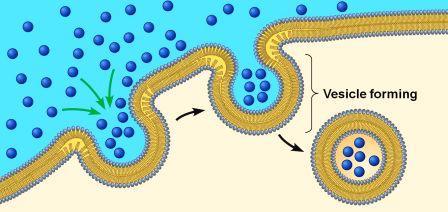 ENDOCYTOSIS Endocytosis- the taking in of matter by a