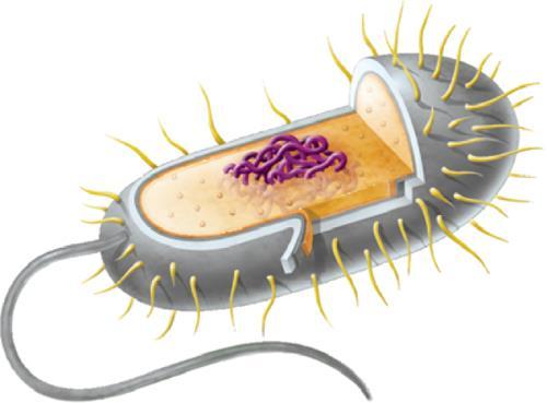 PROKARYOTIC CELL STRUCTURES Cell wall Cell membrane